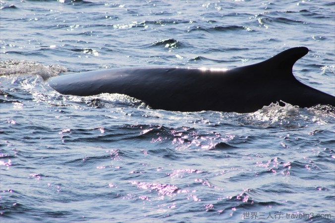 whale tadoussac 0