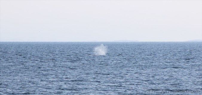 whale_tadoussac_1
