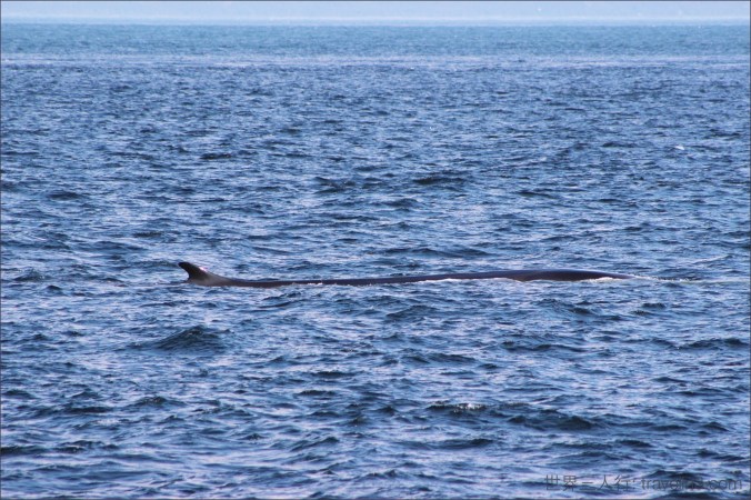 whale_tadoussac_5