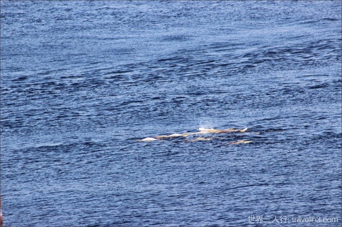 white whale_Tadoussac_3