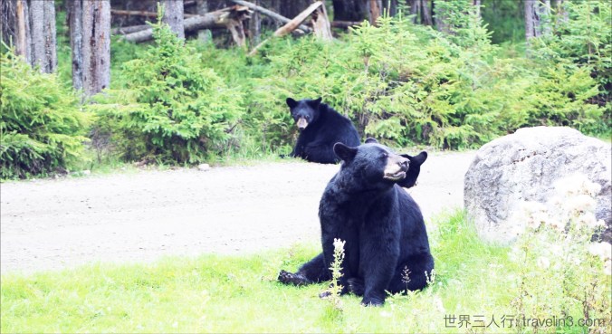 Zoo Sauvage de St-Félicien 2